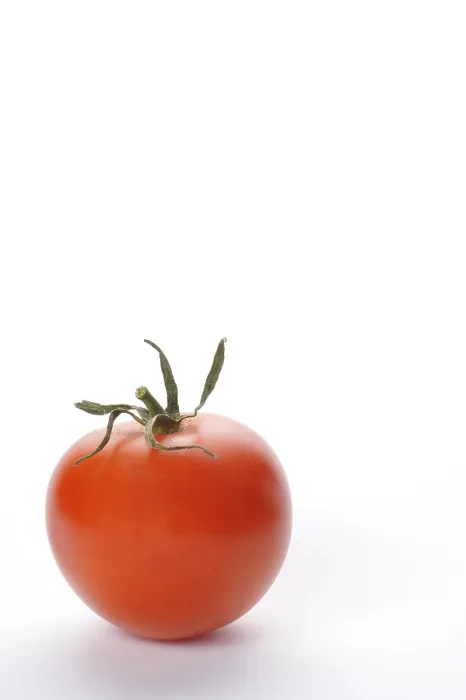 Framed Print : Tomato Print by ImageBROKER Framed Print : Tomato Print by ImageBROKER
