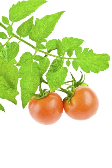 Framed Print : Tomato with Foliage Print Framed Print : Tomato with Foliage Print