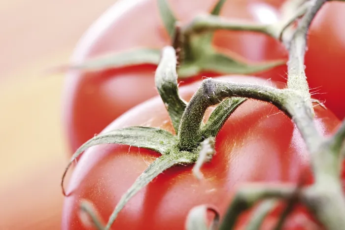 Framed Print : Tomato Panicle Print - Image from imageBROKER Framed Print : Tomato Panicle Print - Image from imageBROKER