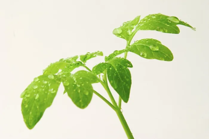 Framed Print : Tomato Plant Print Framed Print : Tomato Plant Print