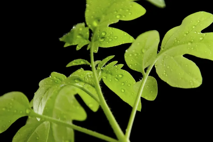 Framed Print : Tomato Plant Print Framed Print : Tomato Plant Print