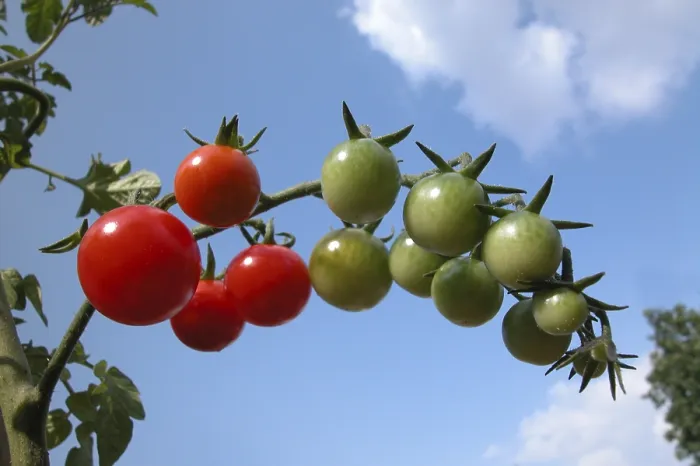 Framed Print : Tomatoes Tomatoes Print by ImageBROKER Framed Print : Tomatoes Tomatoes Print by ImageBROKER