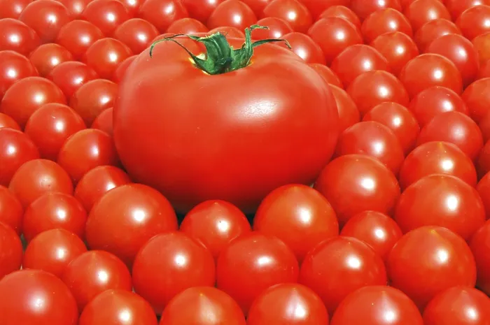 Framed Print : Tomatoes Tomatoes Print by ImageBROKER Framed Print : Tomatoes Tomatoes Print by ImageBROKER