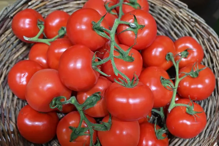 Framed Print : Tomato Print, Fresh Red Tomatoes Framed Print : Tomato Print, Fresh Red Tomatoes