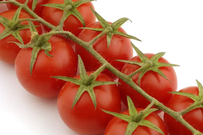 Framed Print : Tomatoes Print by imageBROKER Framed Print : Tomatoes Print by imageBROKER