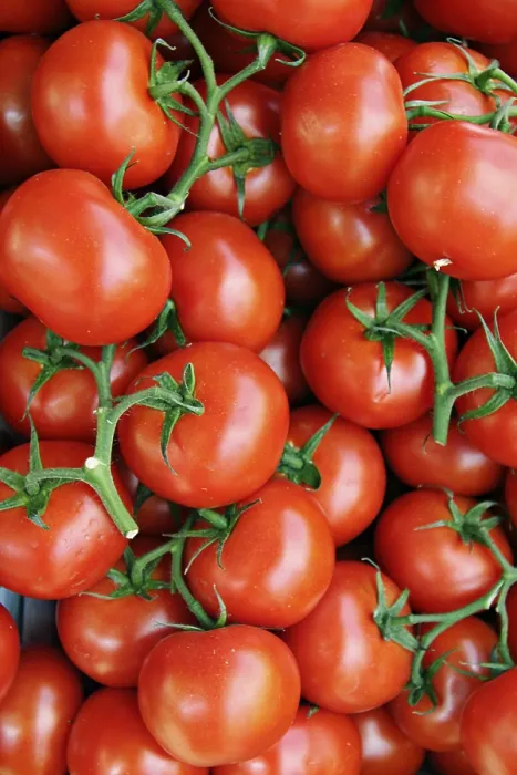 Framed Print : Tomato Print by imageBROKER Framed Print : Tomato Print by imageBROKER