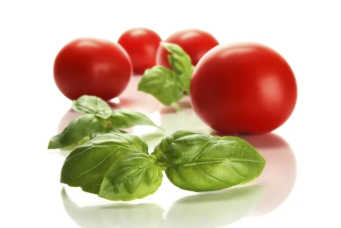 Framed Print : Tomatoes and Basil Print Framed Print : Tomatoes and Basil Print