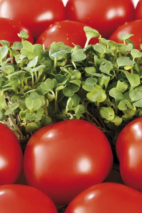 Framed Print : Tomatoes and Cress Print Framed Print : Tomatoes and Cress Print