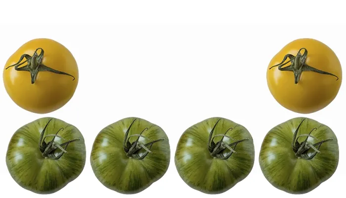 Framed Print : Tomatoes, cropped with text space Print by imageBROKER Framed Print : Tomatoes, cropped with text space Print by imageBROKER