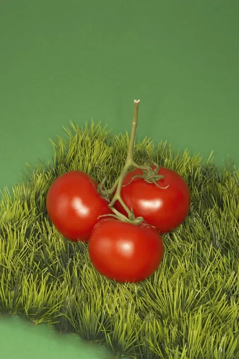 Framed Print : Tomatoes on a piece of Grass Print Framed Print : Tomatoes on a piece of Grass Print