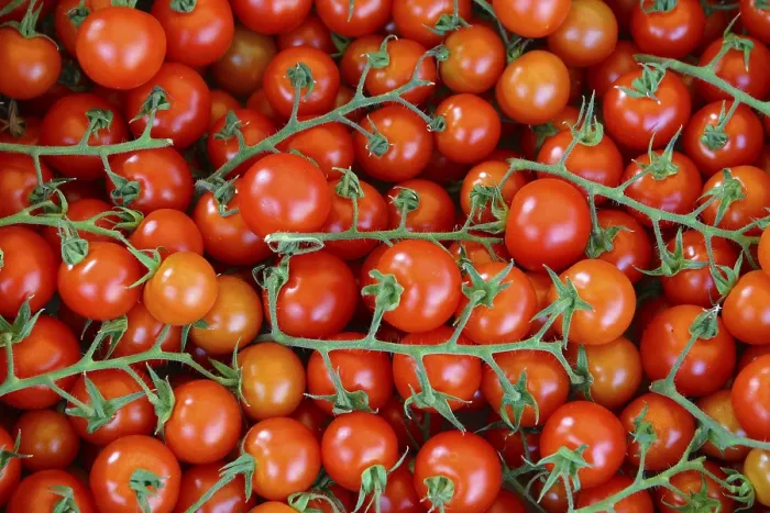 Framed Print : Tomato Print Framed Print : Tomato Print