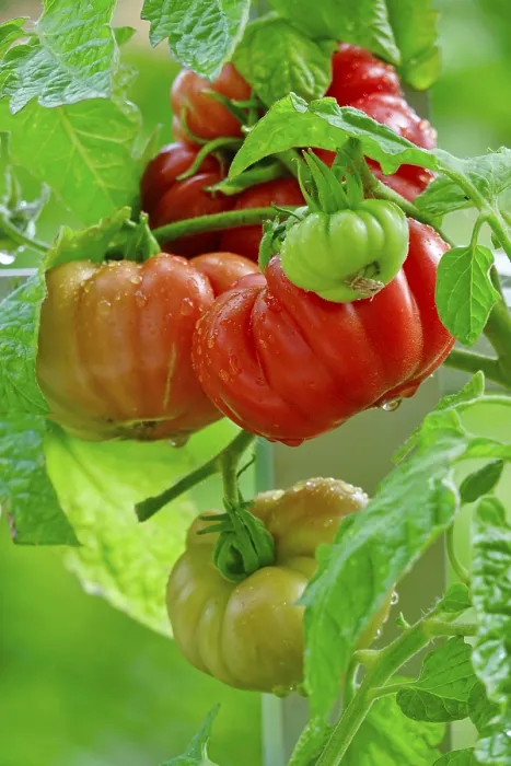 Framed Print : Tomato Print, August Germany Framed Print : Tomato Print, August Germany