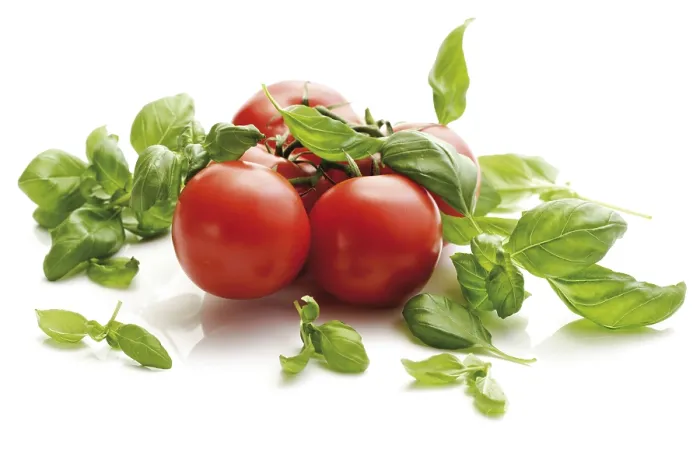 Framed Print : Tomatoes on the Vine with Basil Print Framed Print : Tomatoes on the Vine with Basil Print
