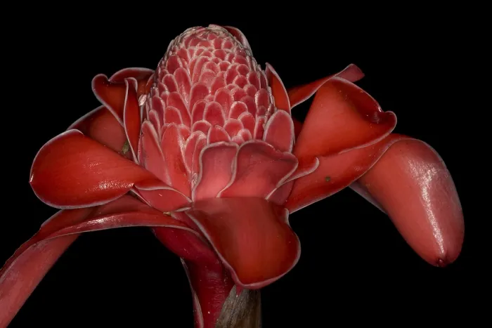Framed Print : Torch Ginger Print, Costa Rica Rainforest