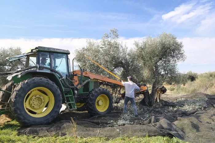 Framed Print : Olive Harvest Print: Tractor in Agricultural Setting Framed Print : Olive Harvest Print: Tractor in Agricultural Setting