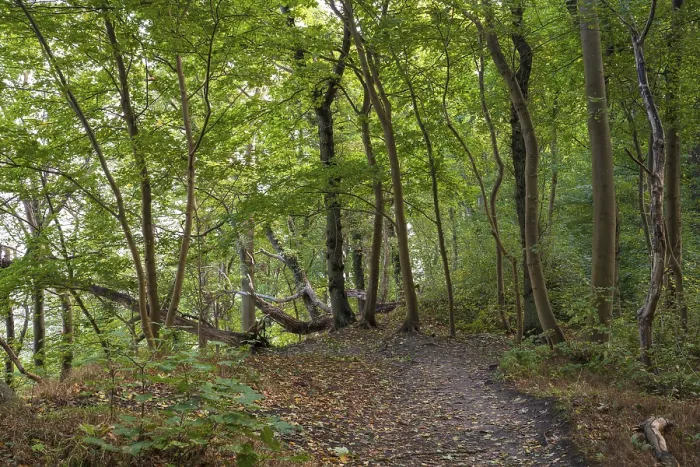 Framed Print : Trail through the beech forest on Nordperd, Germany Print Framed Print : Trail through the beech forest on Nordperd, Germany Print