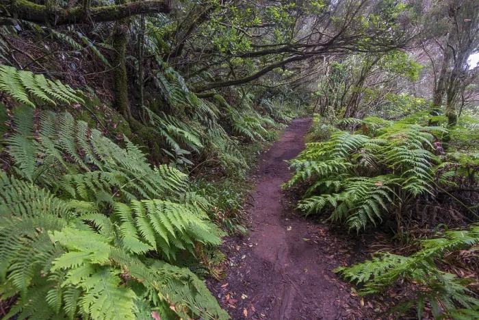 Framed Print : Laurel Forest Trail Print, Tenerife, Canary Islands Framed Print : Laurel Forest Trail Print, Tenerife, Canary Islands