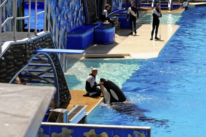 Framed Print : A Trainer Interacts with an Orca Print, SeaWorld San Diego Framed Print : A Trainer Interacts with an Orca Print, SeaWorld San Diego