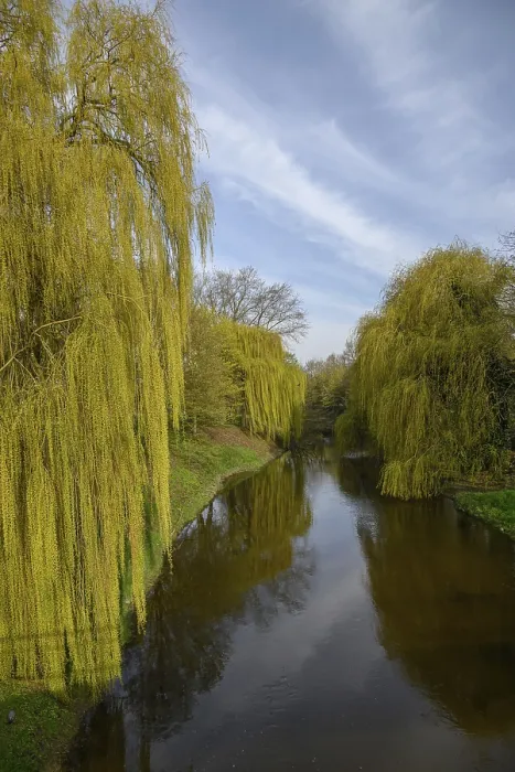 Framed Print : Tranquil Stream Print, Weeping Willows in Vreden Germany Framed Print : Tranquil Stream Print, Weeping Willows in Vreden Germany