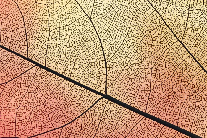 Framed Print : Transparent Leaf Print with Orange Backlight Framed Print : Transparent Leaf Print with Orange Backlight