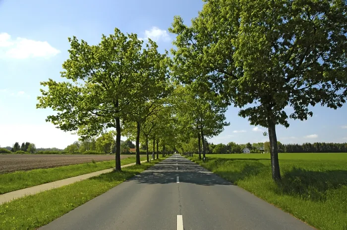 Framed Print : Tree Avenue Print Framed Print : Tree Avenue Print