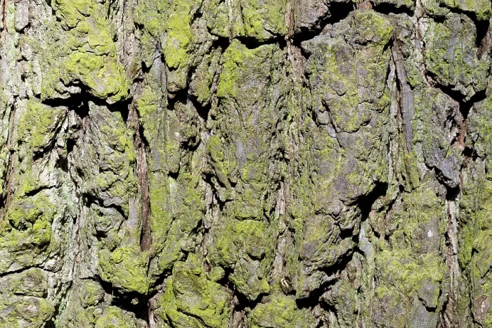 Framed Print : Tree Bark Print: Pear Tree (Pyrus communis), Baden-Württemberg, Germany Framed Print : Tree Bark Print: Pear Tree (Pyrus communis), Baden-Württemberg, Germany