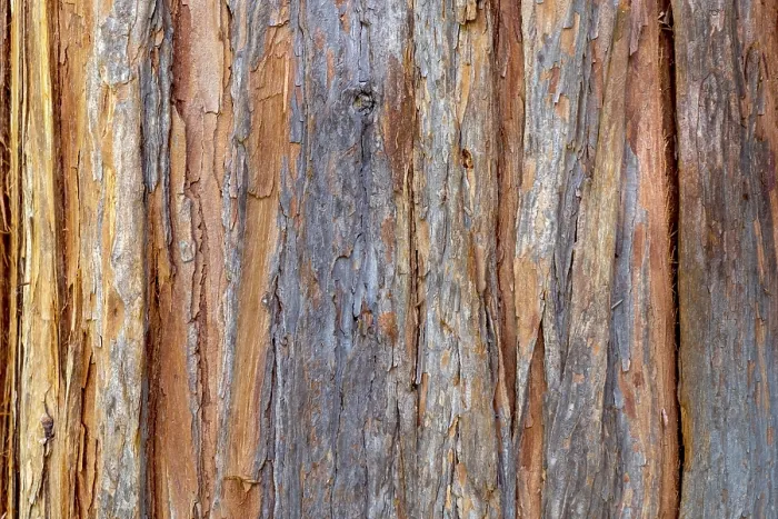 Framed Print : Tree Bark Print, Germany Framed Print : Tree Bark Print, Germany