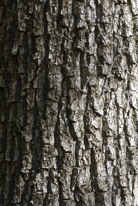 Framed Print : Tree Bark Texture Print with Shadow and Gradient Lighting Framed Print : Tree Bark Texture Print with Shadow and Gradient Lighting