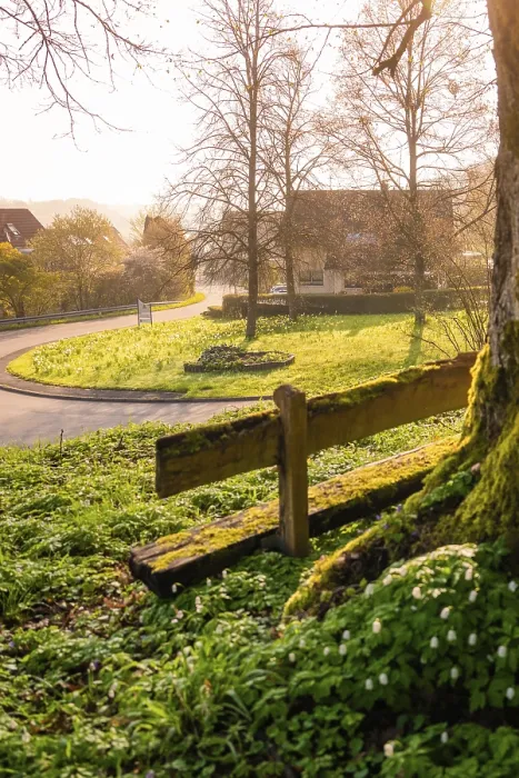 Framed Print : A Tree with a Bench Print, Heckengau Region, Germany