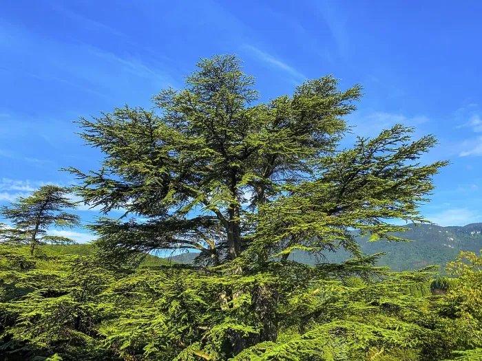 Framed Print : Tree Top Against Blue Sky Print Framed Print : Tree Top Against Blue Sky Print