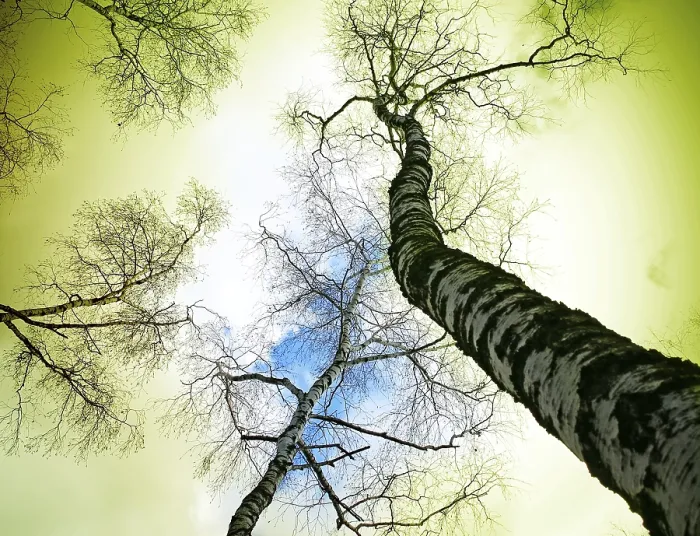 Framed Print : Tree on Blue Sky Print Framed Print : Tree on Blue Sky Print