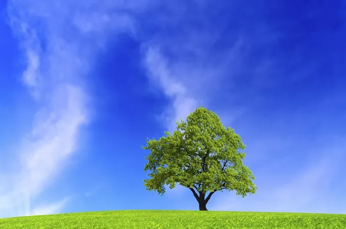 Framed Print : Tree on Blue Sky Print Framed Print : Tree on Blue Sky Print