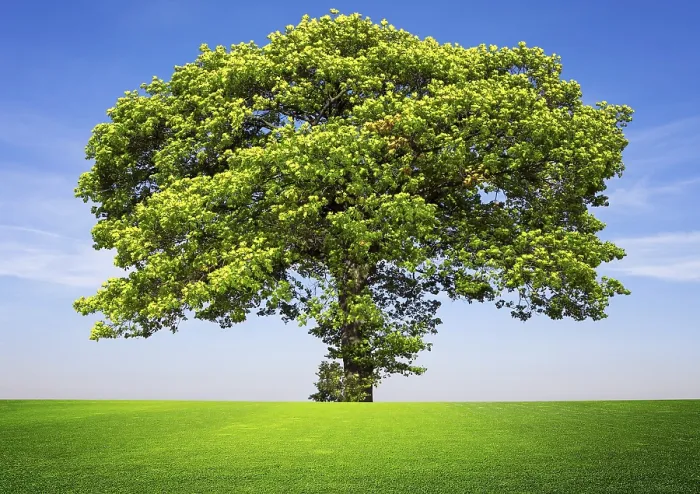 Framed Print : Tree on Blue Sky Print