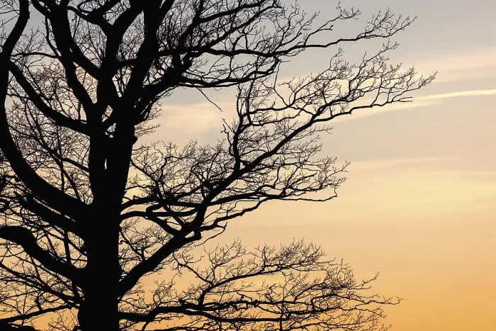 Framed Print : Tree Branches Print at Sunset Silhouette Framed Print : Tree Branches Print at Sunset Silhouette