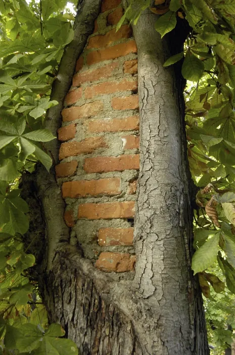 Framed Print : Tree Branches After Pruning Print Framed Print : Tree Branches After Pruning Print