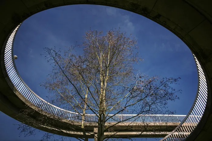 Framed Print : The Tree in the Bridge Print