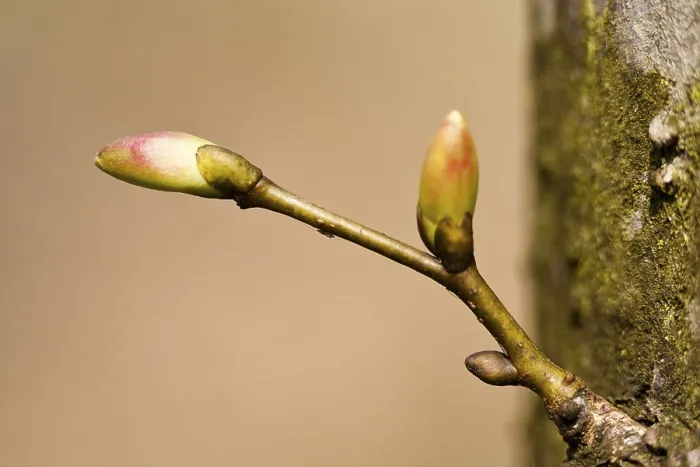 Framed Print : Tree Buds Print Framed Print : Tree Buds Print