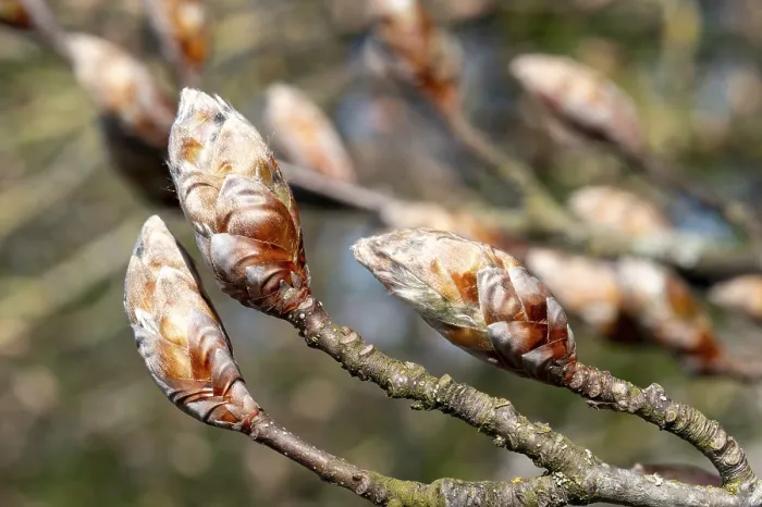 Framed Print : Tree Buds Swelling on Branches Print Framed Print : Tree Buds Swelling on Branches Print