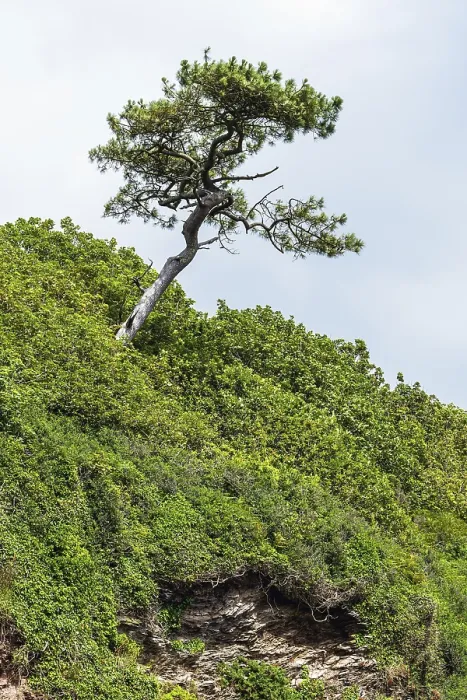 Framed Print : Tree on Cliff Print over Mothecombe Beach, Devon, England Framed Print : Tree on Cliff Print over Mothecombe Beach, Devon, England