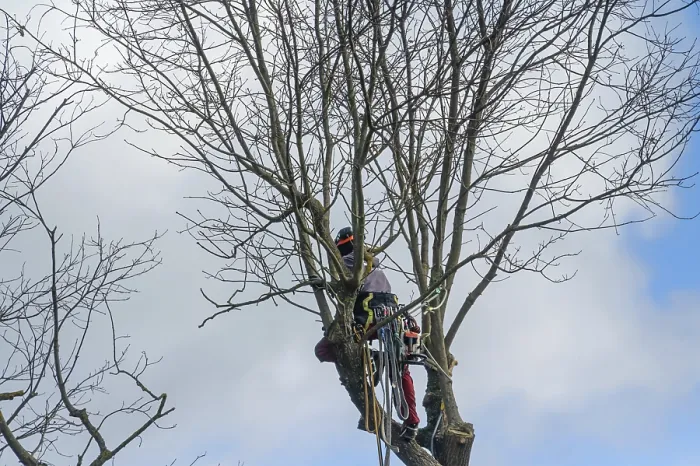 Framed Print : Tree Climbers Cutting in a Tree Print, Eckental, Germany Framed Print : Tree Climbers Cutting in a Tree Print, Eckental, Germany