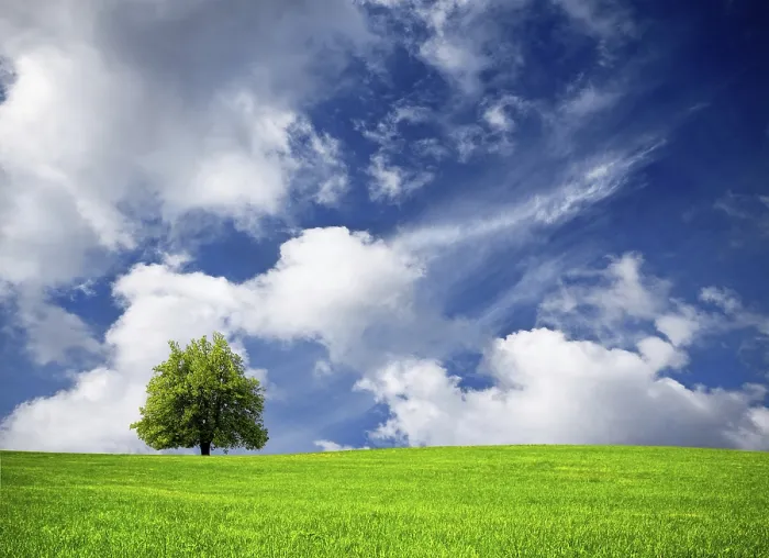 Framed Print : Tree Silhouette Against Cloudy Sky Print Framed Print : Tree Silhouette Against Cloudy Sky Print