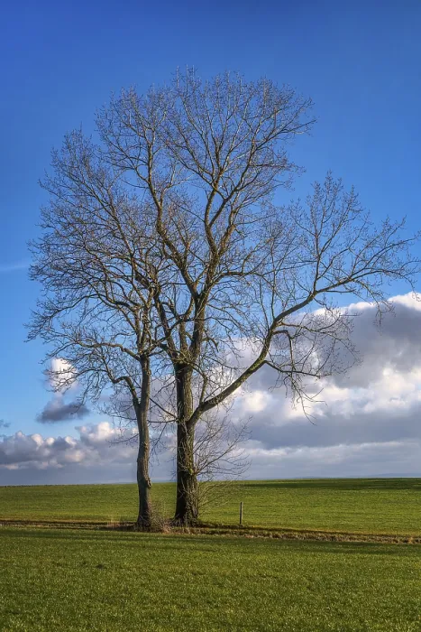 Framed Print : Tree in December Print - Winter Landscape Framed Print : Tree in December Print - Winter Landscape