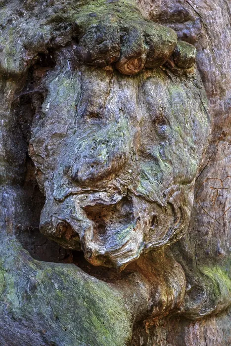 Framed Print : Tree Face Print - Sababurg Primeval Forest, Germany Framed Print : Tree Face Print - Sababurg Primeval Forest, Germany