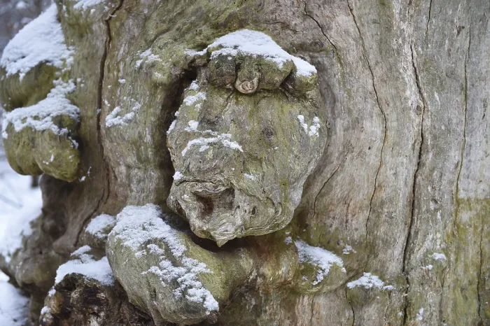 Framed Print : Tree Face in Winter - Sababurg Primeval Forest Print