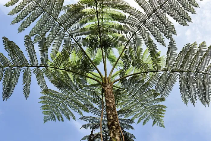 Framed Print : Tropical Cloud Forest Tree Ferns Print, Manu National Park, Peru Framed Print : Tropical Cloud Forest Tree Ferns Print, Manu National Park, Peru