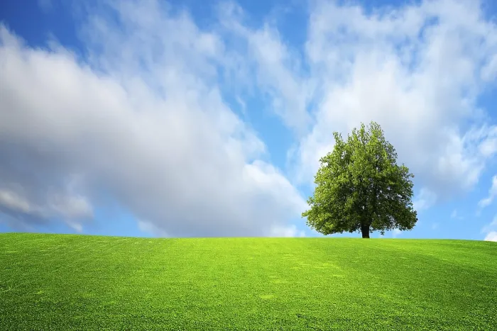 Framed Print : Tree on the field Print by imageBROKER Framed Print : Tree on the field Print by imageBROKER
