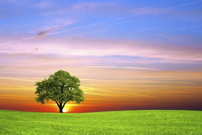 Framed Print : Tree on the field Print
