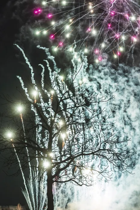 Framed Print : Tree Fireworks Print Framed Print : Tree Fireworks Print