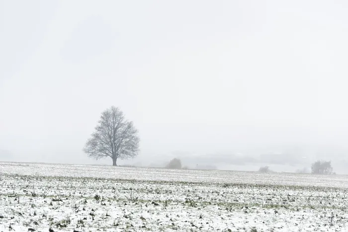 Framed Print : Tree in the first snow, Harz, Thale Print Framed Print : Tree in the first snow, Harz, Thale Print