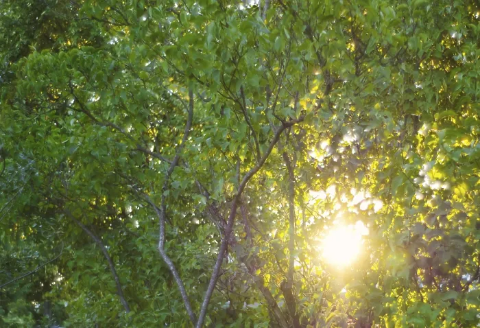Framed Print : Deciduous Tree Print, Sunlit Scene Framed Print : Deciduous Tree Print, Sunlit Scene